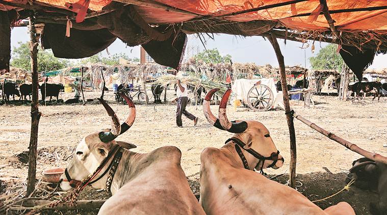 Marathwada's agrarian crisis, BJP's nationalism campaign