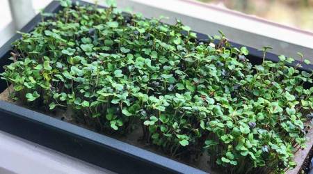 microgreens