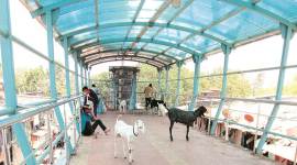 mumbai, skywalk, mumbai skywalk, skywalk in mumbai, mahim skywalk, dharavi, goats, mumbai news, indian express news