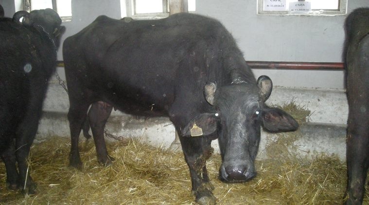 In poll season, Haryana in mission mode to save its ‘black beauties’