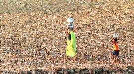 nandurbar-759 Maharashtra: In BJP’s fight between new and old, Congress hopes to reclaim old bastion