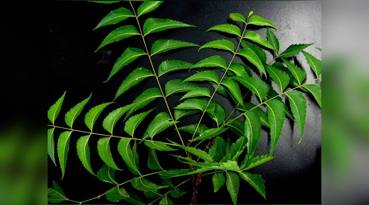 Neem, benefits of neem, indianexpress, neem oil, neem facepack