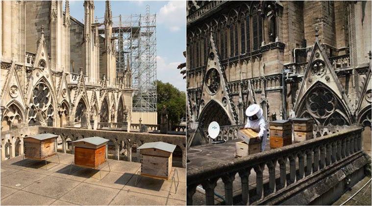 notre dame, notre dame fire, notre dame bees, notre dame bees survive, notre dame bee hives survive, notre dame survived, good news, viral news, indian express