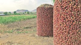 Lok Sabha polls 2019: Falling onion, tomato prices could make BJP sweat in final phase in Maharashtra