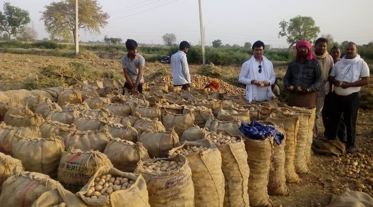 Potato, three years of losses to count in 4 out of 8 seats voting next in Uttar Pradesh