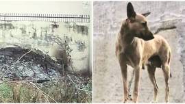 puppies burnt, puppies burnt alive, puppies burnt, punjab news, indian express