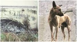 puppies burnt, puppies burnt alive, puppies burnt, punjab news, indian express