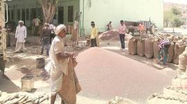 A bumper crop in election season, but farmers not happy in Rajasthan's Alwar
