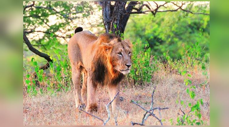 wildlife, animals, lions, Rhesus macaques, Ranjit Lal, indian express