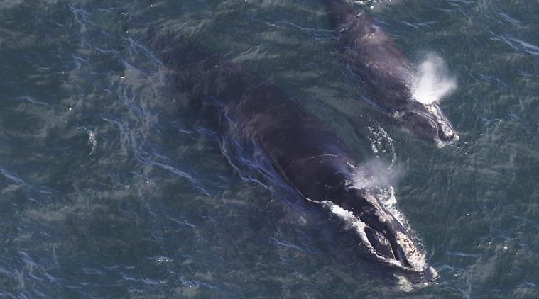 Endangered whale experiencing mini-baby boom off New England