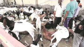 Livestock export: Ban discriminatory, violated fundamental right of exporters, says Gujarat HC