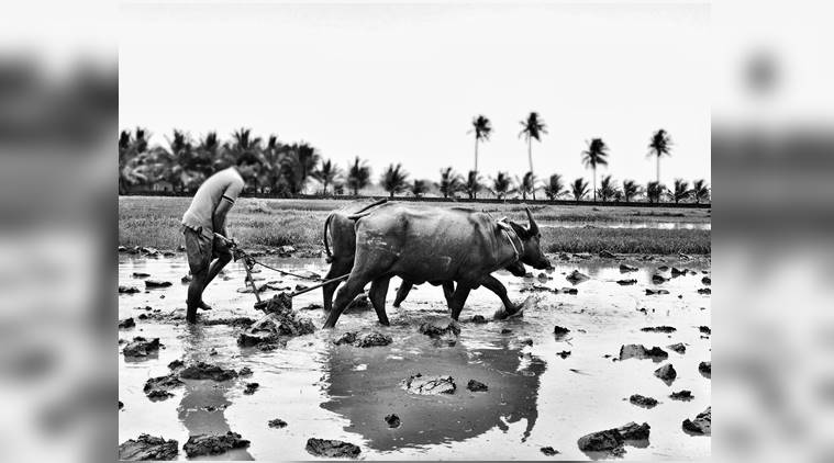 Saxtticho Koddo: The Granary of Salcete, film, documentary film