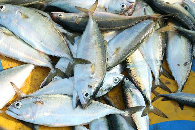 Lok Sabha elections, Tamil Nadu elections, Tamil Nadu fishermen, Chennai fishermen, Tamil Nadu politics, Coastal Regulation Zone, DMK, AIADMK, Congress, election news, elections 2019, elections 2019 news