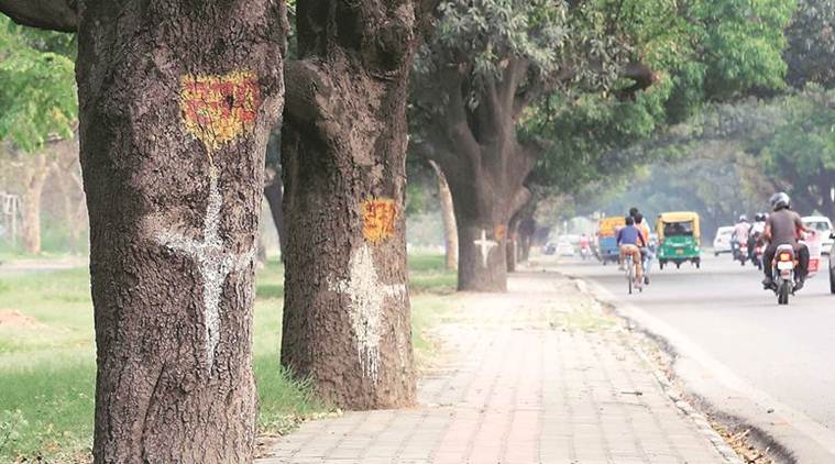 With hundreds of Chandigarh trees at stake, experts question flyover