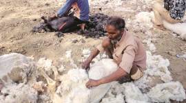 Low down the social ladder, and small in numbers, why they still matter in Uttar Pradesh