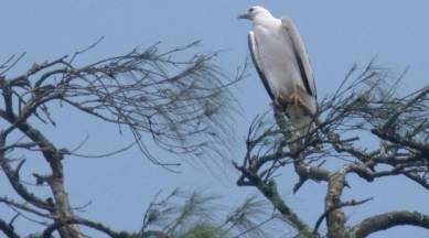 Julius Caesar, Charlemagne, the Tsars of Russia, Golden Eagle, Rig Veda