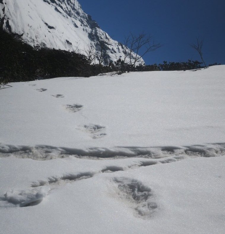 yeti, yeti indian army, yeti photo, photo of yeti, yeti footprints, yeti sighting, what is yeti, indian army yeti sightings, tarun vijay, what is yeti, indian express