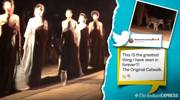 catwalk, cat crashes fashion show, Christian Dior Cruise show, cat crashes dior show, dior morocco show, cat catwalk dio show, viral videos, funny animal videos, indian express
