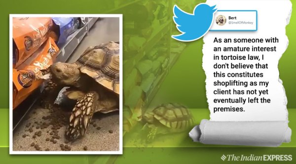 tortoise, tortoise eating video, cute animal eating video, animal caught stealing, tortoise stealing food, viral news, indian express