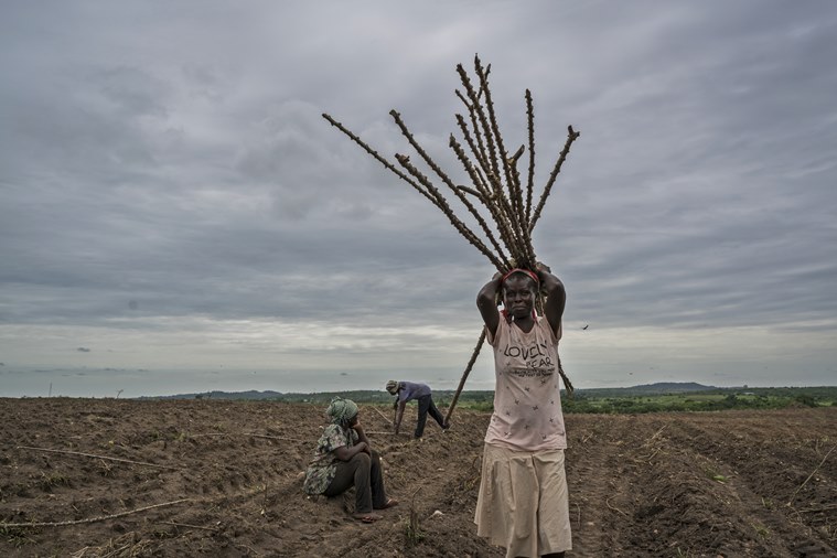 Millennials ‘make farming sexy’ in Africa, where tilling the soil once meant shame