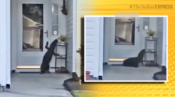 Alligator attempts to ring’ doorbell, Alligator, Alligator doorbell viral video, South Carolina, Alligator, Alligator doorbell clip, viral video, indian express, indian express news