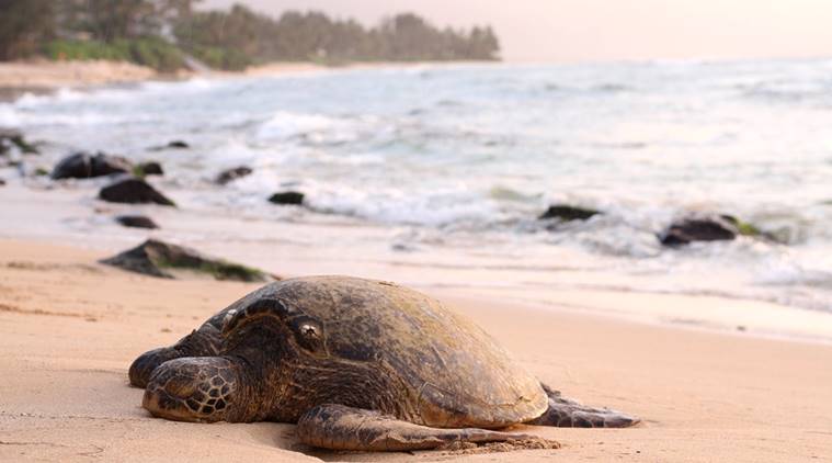 turtles, places to see turtles , turtles in india, turtles in world, world turtles day