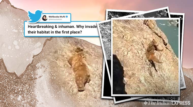 kashmir locals pelt bear, brown bear, jammu kashmir, jammu kashmir, locals pelt bear, bear viral video, Mehbooba Mufti, kashmir, kashmir video, indian express, indian express news