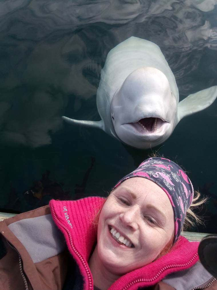 Enigmatic Beluga whale off Norway so tame people can pet it