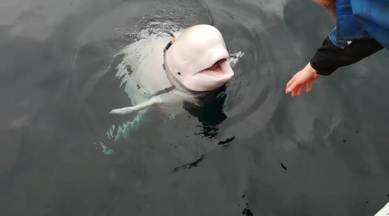 whales, whales iceland, whales chinese aquarium, iceland sanctuary, little gray whale, little white whale, whales in iceland, marine animals iceland, latest news, iceland, indian express