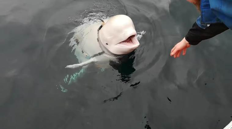 Enigmatic Beluga whale off Norway so tame people can pet it