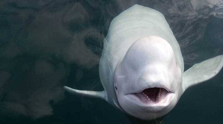 Can a beluga whale be trained as a military spy?