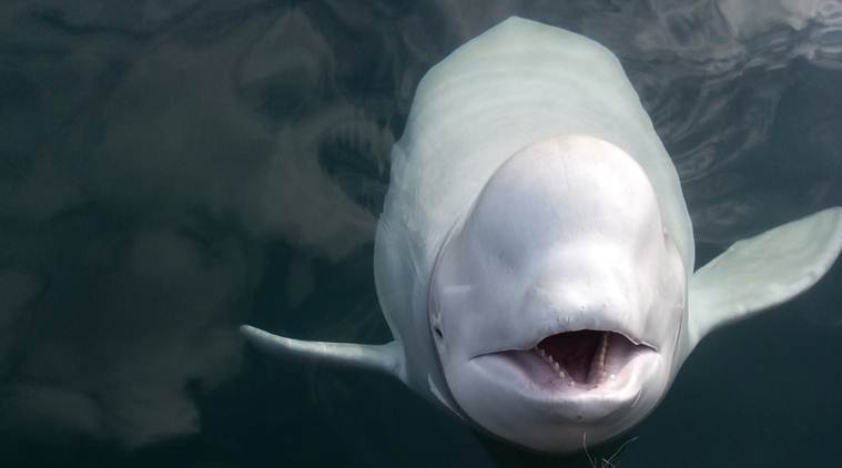 whale watching, marine animals, indian express, indian express news