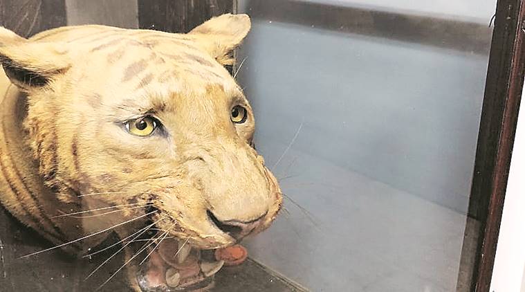 Stuffed animals of a different kind: 'Taxidermy not only for museums, but  for research too' | Cities News,The Indian Express