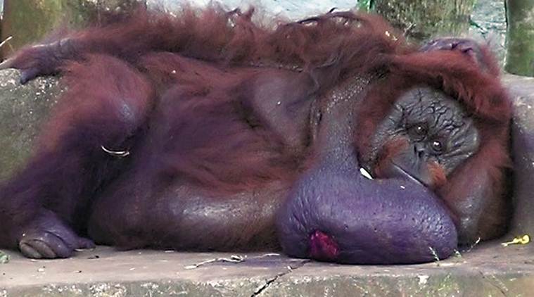 India s only orangutan  Binny dies in Odisha zoo of 