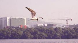 Mumbai air pollution, Bird sighted, india lockdown, mumbai news, indian express news