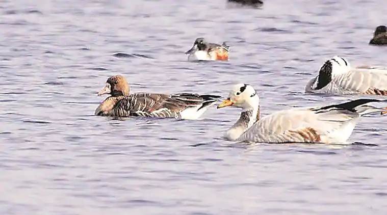 migratory birds, migratory birds day, bird watching places india, bird sanctuaries in india, bird sighting places india, indian express, indian express news