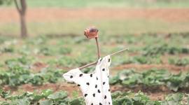 Uttar Pradesh, UP woman body chopped, Bulandshahr women murder, UP women safety, UP police, Indian express