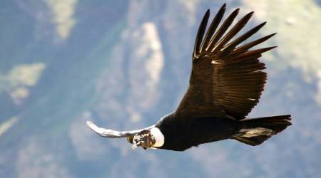 lifepositive, condor story, positive, keep faith and take the leap, faith, confidence, struggle, life, message, positivity, majestic bird, life lessons, children, parents, adults, job crisis, love, relationships, doubts, advices, life advice, indianexpress.com, indianexpressonline, indianexpress,