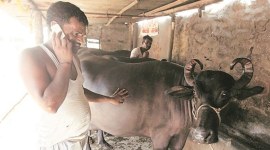 madhya pradesh cow adoption, madhya pradesh project gaushala, cow protection, cow welfare scheme, madhya pradesh news