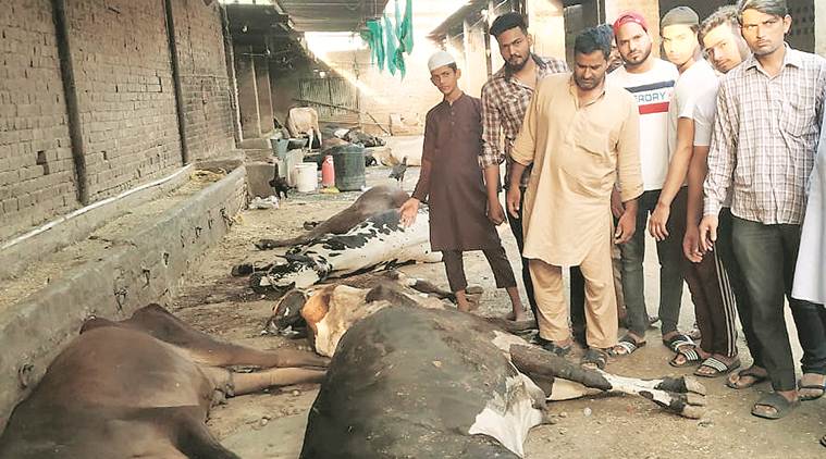 Ludhiana: Stale fodder claims lives of 15 cows at Malerkotla farm, 42 ...