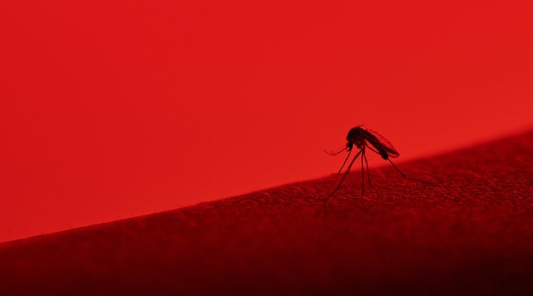 dengue, dengue day 2019, dengue fever, indian express, indian express news
