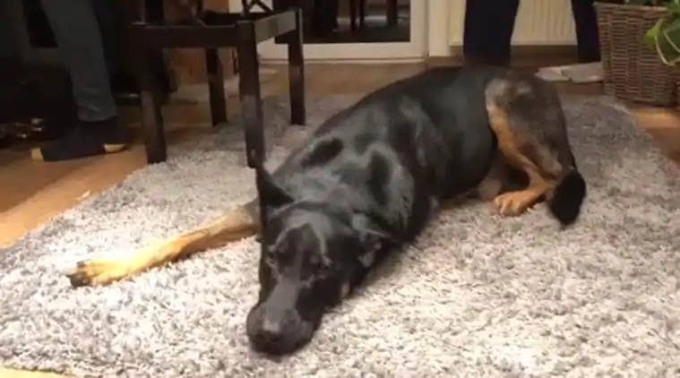 A man in China was arrested for naming two of his lazy dogs 'City Officer' and 'Traffic Warden'