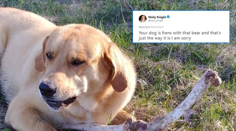 dog, dog bear story, bear bribes dog, bear bribes dog viral tweet, dog, dog owner tweet, cute dog tweets,