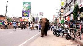 After keeping Guwahati on edge for almost a day, Maharaj is back in the forest