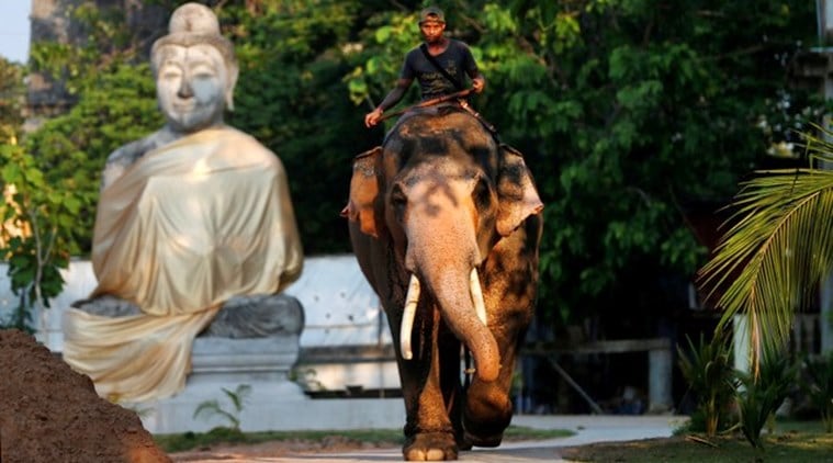 thailand king, Maha Vajiralongkorn, Plai Ekachai, Plai Ekachai elephant, krabi, napier grass, King Bhumibol Adulyadej, brahman texts, world news, indian express