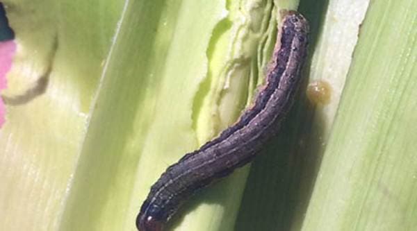 Fallarmy worm, Manipur, pest, crops, Maize crops, Indian Council of Agricultural Research, Lamphel, Langol, Indian Express