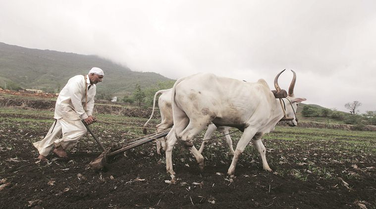 Prospect of delayed cotton sowing unnerves farmers - Business