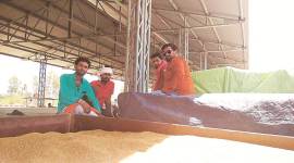 As BJP, Congress spar over loan waiver, farmers weigh their vote options in MP