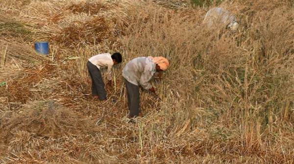 PM-KISAN: In UP last stretch, BJP finds some support among farmersc