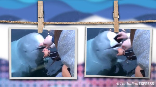 russian spy whale, russian spy, whale, whale returns phone, whale returns phone viral video, spy whale viral video, trending, indian express, indian express news